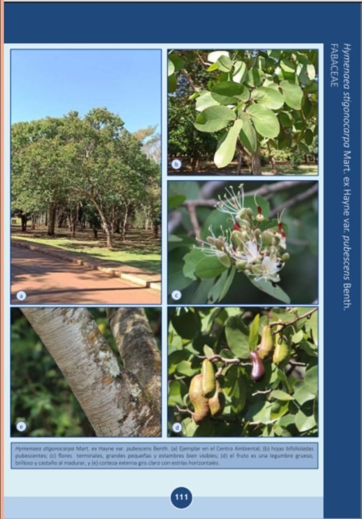 Jatay'va - Hymenaea stigonocarpa 